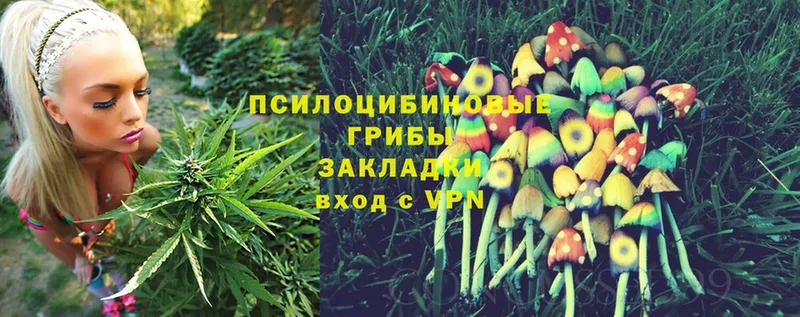 что такое   Камызяк  Галлюциногенные грибы Cubensis 